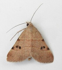 Hemeroplanis historialis