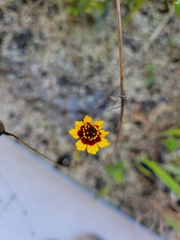 Coreopsis tinctoria