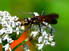 Sphex habenus