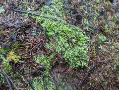 Pseudotaxiphyllum elegans