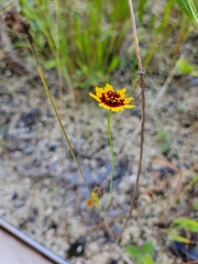 Coreopsis tinctoria