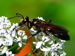 Sphex habenus