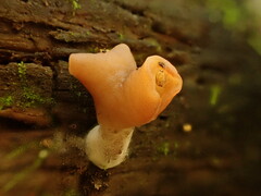 Gyromitra infula