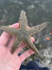 Astropecten duplicatus