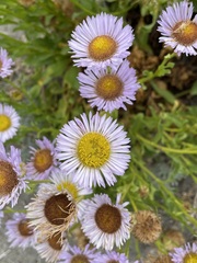 Erigeron glaucus