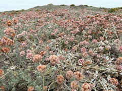 Eriogonum latifolium