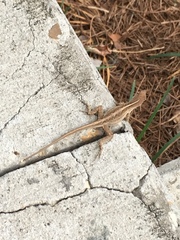 Anolis sagrei