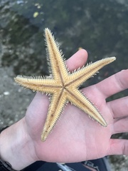 Astropecten duplicatus