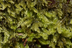 Pseudotaxiphyllum elegans