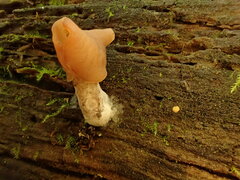 Gyromitra infula