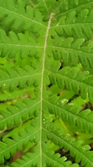 Phegopteris