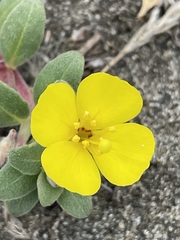 Camissoniopsis