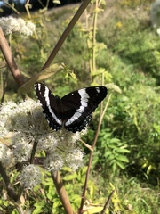 Limenitis arthemis arthemis