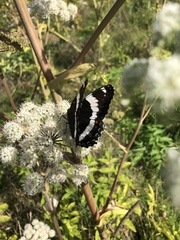 Limenitis arthemis arthemis
