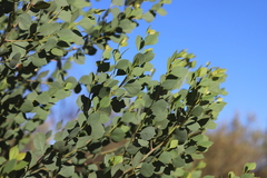 Codonocarpus cotinifolius