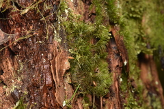 Dicranum fuscescens