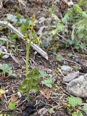 Botrychium minganense