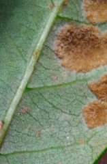 Taphrina caerulescens