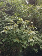 Callicarpa formosana