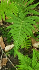 Phegopteris