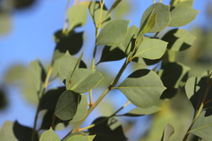 Codonocarpus cotinifolius