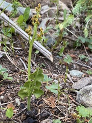 Botrychium minganense