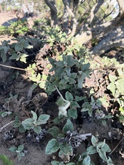 Eriogonum latifolium