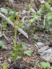 Botrychium minganense