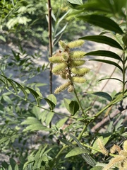 Glycyrrhiza lepidota