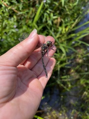 Somatochlora tenebrosa