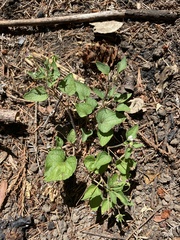Viola ocellata