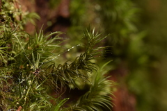 Dicranum fuscescens