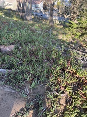Carpobrotus edulis