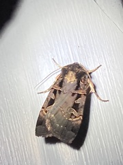 Pseudohermonassa bicarnea