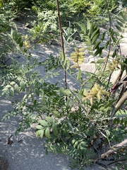 Glycyrrhiza lepidota