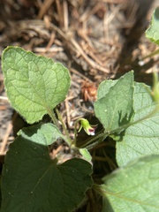 Viola ocellata