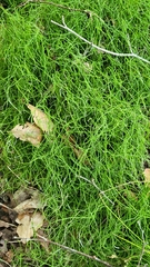 Equisetum scirpoides