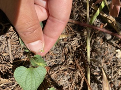 Viola ocellata