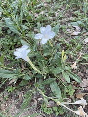 Ruellia metziae