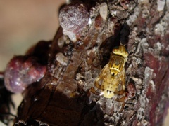 Terellia tussilaginis