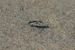 Cicindela hirticollis