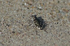 Cicindela hirticollis