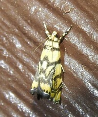 Diptychophora harlequinalis