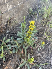 Solidago spathulata