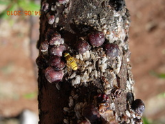 Terellia tussilaginis