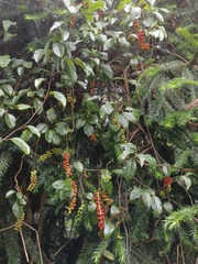 Schisandra arisanensis