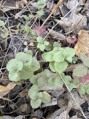 Clinopodium douglasii