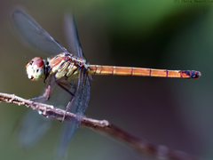 Lathrecista asiatica