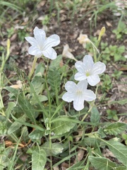 Ruellia metziae