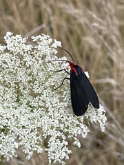 Ctenucha